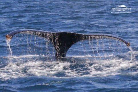 Humpback Whale Flukes